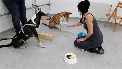 A Shared Food Source Is Not Necessary to Elicit Inequity Aversion in Dogs